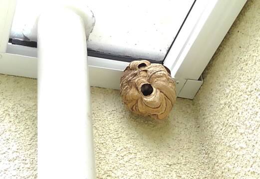 スズメバチ注意点雨避け屋根